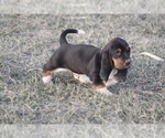 Small #3 Basset Hound