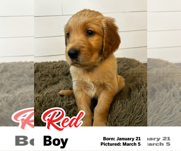 Medium Photo #5 Golden Retriever Puppy For Sale in SANTAQUIN, UT, USA