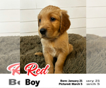 Puppy Red Boy Golden Retriever