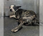 Small #1 Boston Terrier