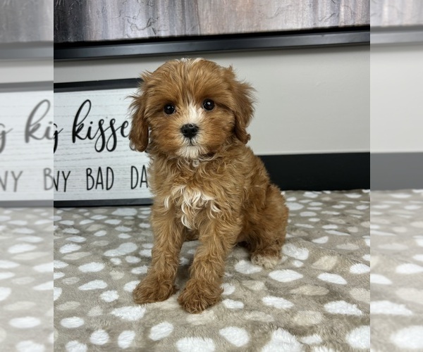 Medium Photo #4 Cavapoo Puppy For Sale in INDIANAPOLIS, IN, USA
