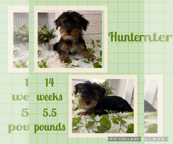 Medium Photo #1 Yorkshire Terrier Puppy For Sale in NACOGDOCHES, TX, USA