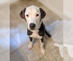 Small #3 American Pit Bull Terrier Mix