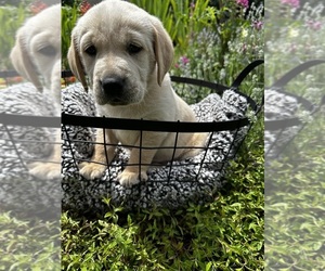 Golden Labrador Puppy for sale in HARRISONBURG, VA, USA