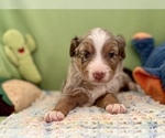 Small Photo #10 Miniature Australian Shepherd Puppy For Sale in BOUSE, AZ, USA