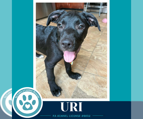 Medium Photo #4 Labrador Retriever-Unknown Mix Puppy For Sale in Kimberton, PA, USA
