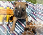 Small #3 Labrador Retriever Mix