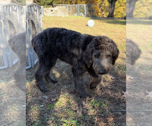 Medium Photo #7 Labradoodle Puppy For Sale in Harrison, AR, USA