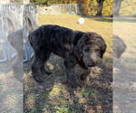 Small #6 Labradoodle