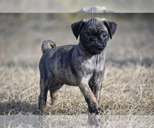 Medium Photo #1 Pug Puppy For Sale in PALM COAST, FL, USA