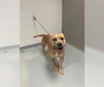 Small American Pit Bull Terrier Mix