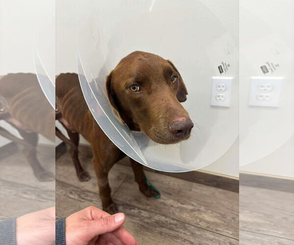 Medium Photo #2 Labrador Retriever-Unknown Mix Puppy For Sale in San Diego, CA, USA