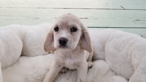 Medium Photo #1 Cocker Spaniel Puppy For Sale in LA MIRADA, CA, USA