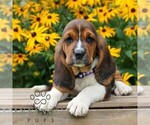 Small Basset Hound