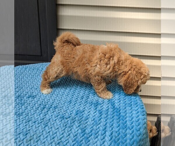 Medium Photo #4 Cavapoo Puppy For Sale in DUNNVILLE, KY, USA