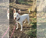 Small Photo #3 American Pit Bull Terrier-German Shepherd Dog Mix Puppy For Sale in Williamsburg, IA, USA