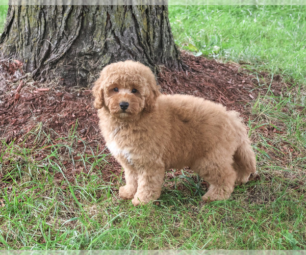 Medium Photo #6 Goldendoodle mix (+ Poodle Standard) Puppy For Sale in SYRACUSE, IN, USA