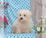 Small #1 Maltese