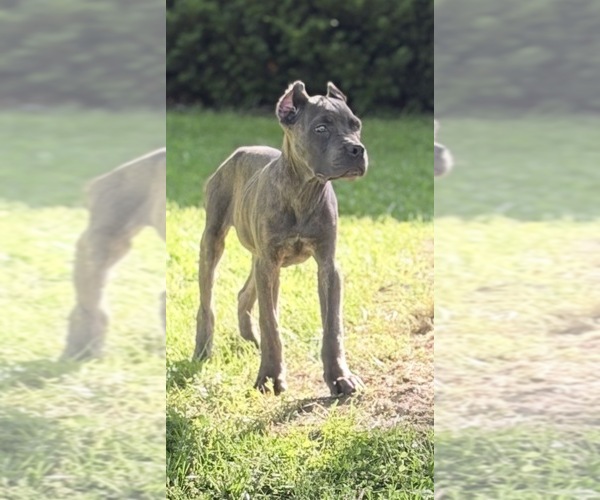 Medium Photo #3 Cane Corso Puppy For Sale in ANDERSON, IN, USA
