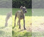 Small #2 Cane Corso