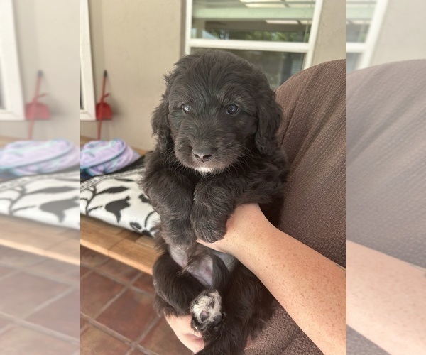 Medium Photo #55 Aussiedoodle Puppy For Sale in LONGWOOD, FL, USA