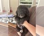 Small Photo #55 Aussiedoodle Puppy For Sale in LONGWOOD, FL, USA