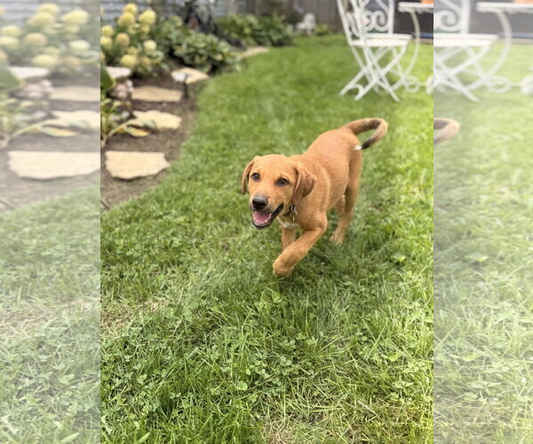 Medium Photo #3 Mutt Puppy For Sale in Plainfield, IL, USA