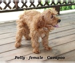 Small #2 Cavapoo
