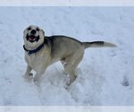 Small #3 German Shepherd Dog-Huskies  Mix