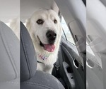 Small #4 Great Pyrenees