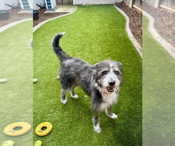 Medium Photo #3 Old English Sheepdog-Unknown Mix Puppy For Sale in Elk Grove, CA, USA