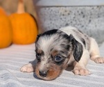 Small #2 Dachshund