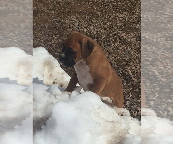 Medium Photo #9 Boxer Puppy For Sale in AFTON, WY, USA