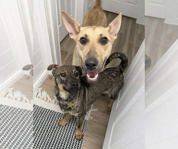 Medium Photo #4 Mutt Puppy For Sale in Sandy, UT, USA