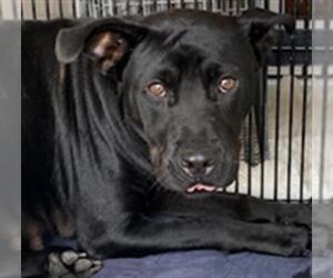 American Pit Bull Terrier-Labrador Retriever Mix Dogs for adoption in Sanford, FL, USA