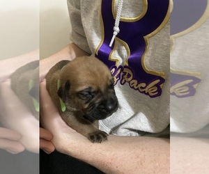 Mastiff Puppy for Sale in LINDEN, Texas USA
