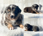 Small Miniature Australian Shepherd