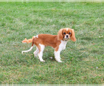 Small #4 Cavalier King Charles Spaniel
