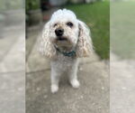 Small #2 Poodle (Miniature)