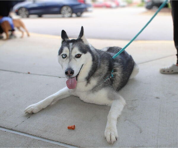 Medium Photo #5 Siberian Husky Puppy For Sale in Holly Springs, NC, USA