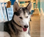 Small Photo #2 Siberian Husky Puppy For Sale in Omaha, NE, USA