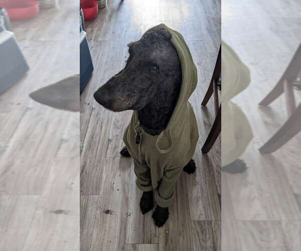 Medium Photo #1 Great Dane-Poodle (Standard) Mix Puppy For Sale in SALT LAKE CITY, UT, USA