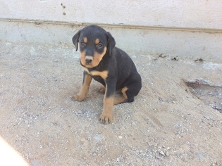 Rottweiler-Unknown Mix Puppy for sale in MARANA, AZ, USA