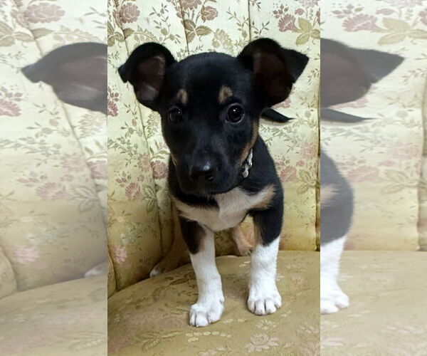 Medium Photo #5 Australian Kelpie-Unknown Mix Puppy For Sale in Rockaway, NJ, USA