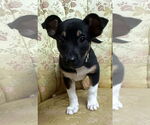 Small #4 Australian Kelpie Mix