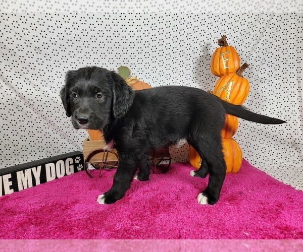 Medium Photo #5 Golden Mountain Dog Puppy For Sale in BLACK FOREST, CO, USA