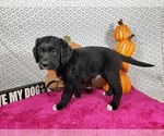 Small #4 Golden Mountain Dog