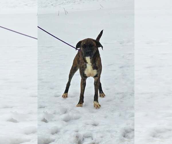 Medium Photo #6 Boxer-Unknown Mix Puppy For Sale in Burnsville, MN, USA