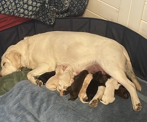 Labradoodle Puppy for sale in ALPHA, WA, USA