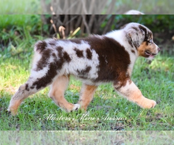 Medium Photo #6 Australian Shepherd Puppy For Sale in EASTON, MO, USA